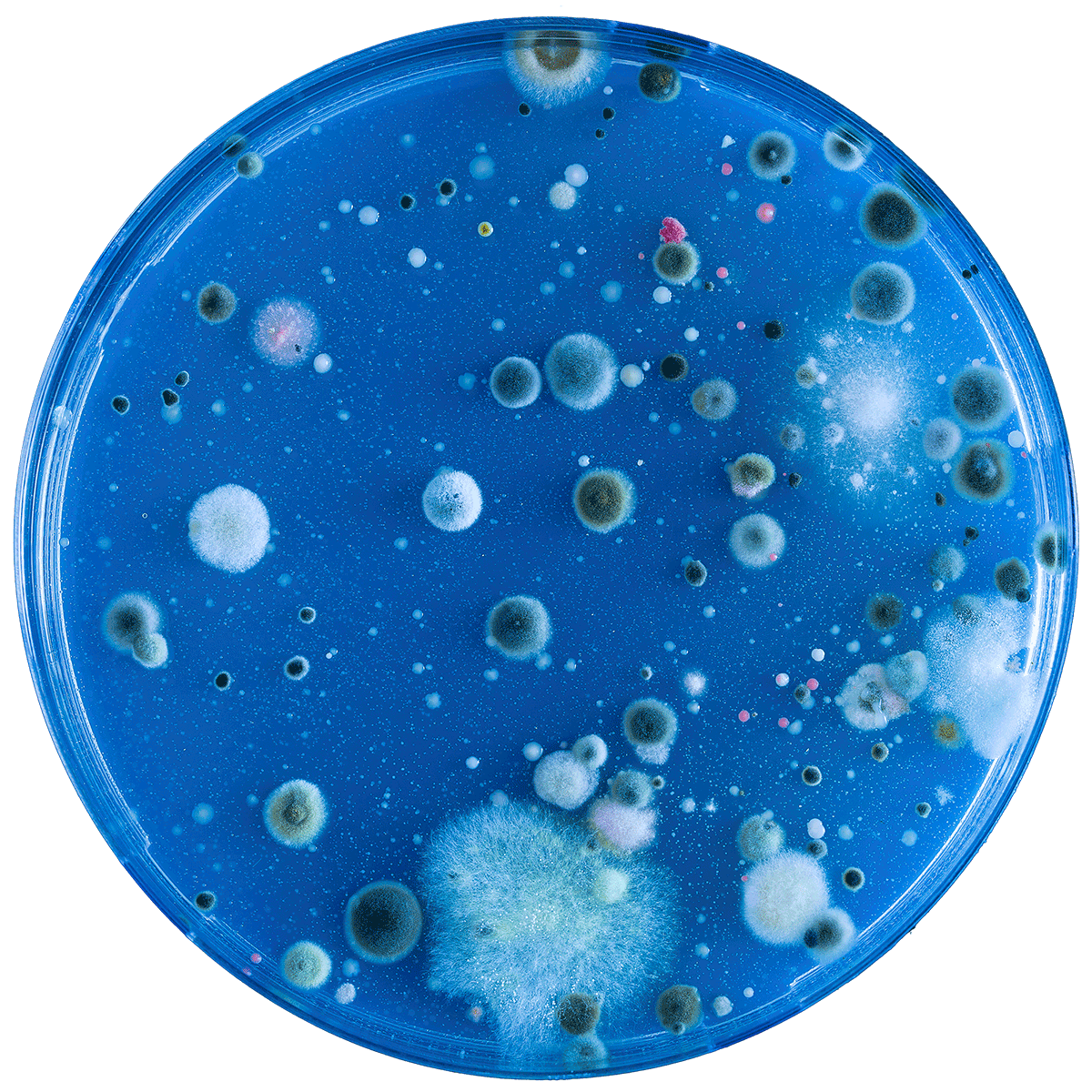 Umweltmedizin – Mikrobiom